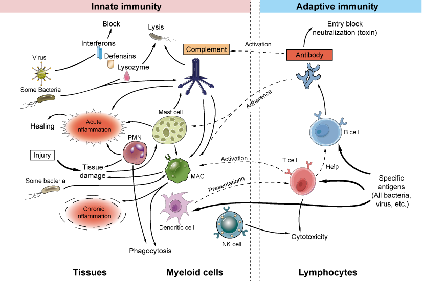 Innate and adaptive immune mechanisms